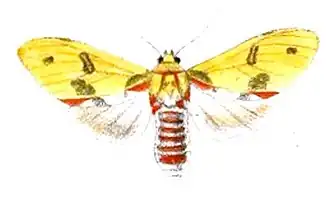 Idalus citrina