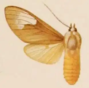 Idalus felderi