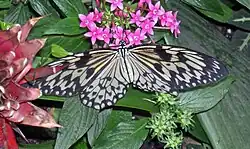 Exemplaar in Blijdorp