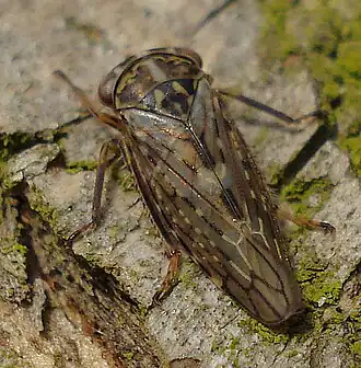 Idiocerus herrichii