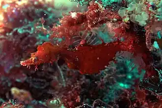 Idiotropiscis lumnitzeri