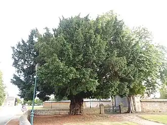 Taxusboom op kerkhof