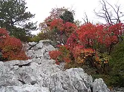 Karstlandschap in de provincie Triëst