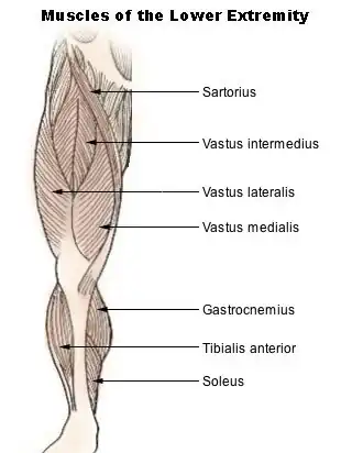 Musculus triceps surae