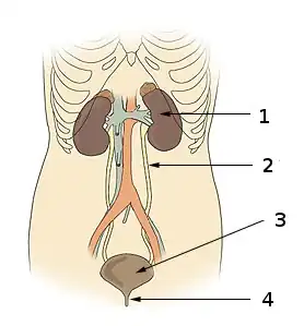 1. nieren 2. urineleiders 3. blaas 4. urinebuis
