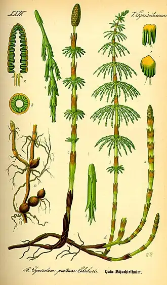 Equisetum pratense