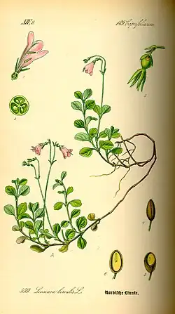 Botanische tekening van linnaeusklokje