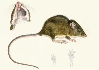 Heteromys nubicolens