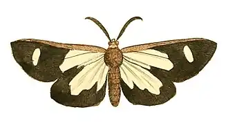 Pitthea famula