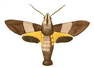 Macroglossum passalus