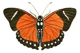 Euphaedra eleus