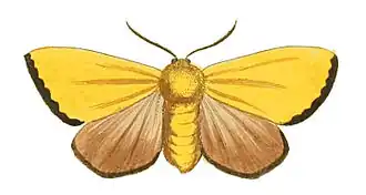 Antheua servula