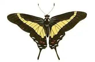 Protographium asius