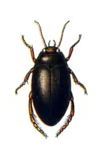 Ilybius subaeneus