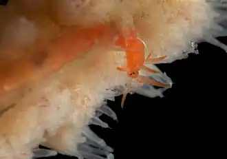 Funiculina quadrangularis