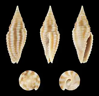 Ziba flammea