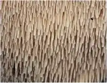 Hymenofoor met stekels