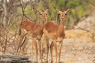 Impala
