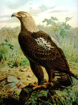 Aquila heliacaNaumann, Naturgeschichte der Vögel Mitteleuropas