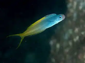 Plagiotremus laudandus