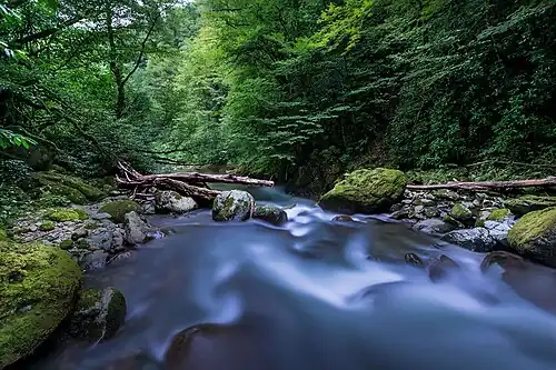 De vochtige wouden van het nationaal park Mtirala in het Adzjaarse gedeelte van het Meschetigebergte.