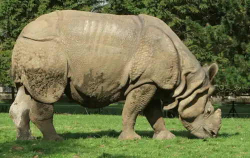 Indische neushoorn