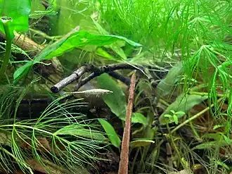 Indostomus crocodilus