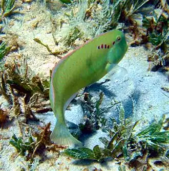 Iniistius pentadactylus