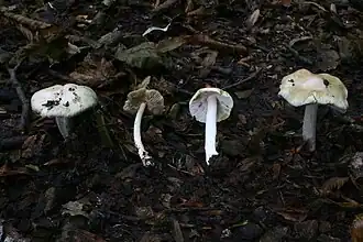 Bleke spleetvezelkop