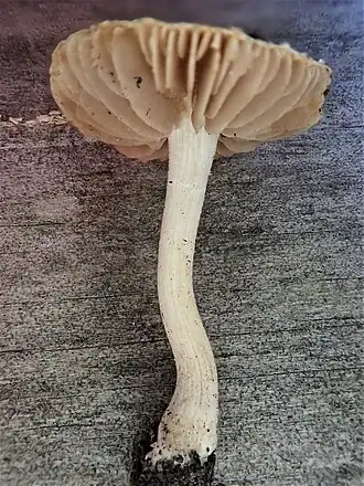 Valse satijnvezelkop