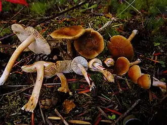 Paarssteelspleetvezelkop