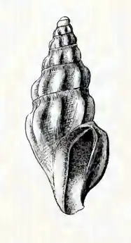 Inodrillia aepynota