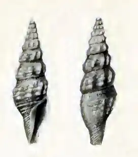 Inquisitor subangusta