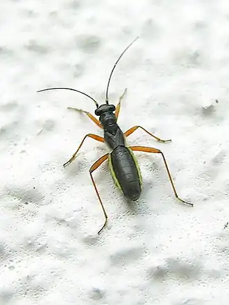 Pithanus maerkelii