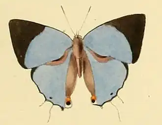 Iolaus bolissus