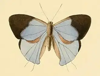 Myrina creta