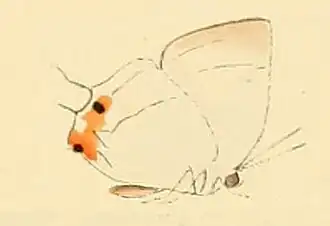 Iolaus cytaeis