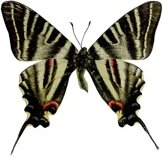 Iphiclides podalirinus