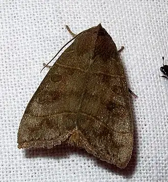 Ipimorpha pleonectusa