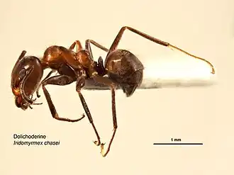 Iridomyrmex chasei
