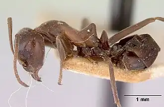 Iridomyrmex conifer