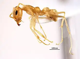 Iridomyrmex exsanguis