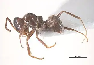 Iridomyrmex gibbus