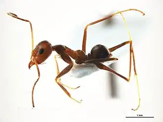Iridomyrmex minor