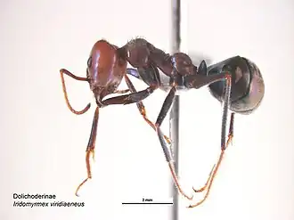 Iridomyrmex viridiaeneus