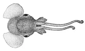 Ventral view of type