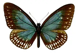 Euploea camaralzeman