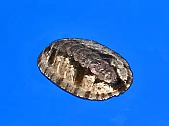 Ischnochiton (Haploplax) smaragdinus