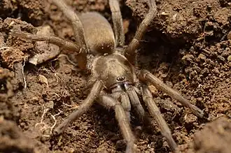 Ischnocolus valentinus