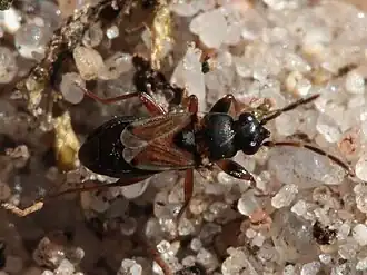 Bruinpootheidebodemwants